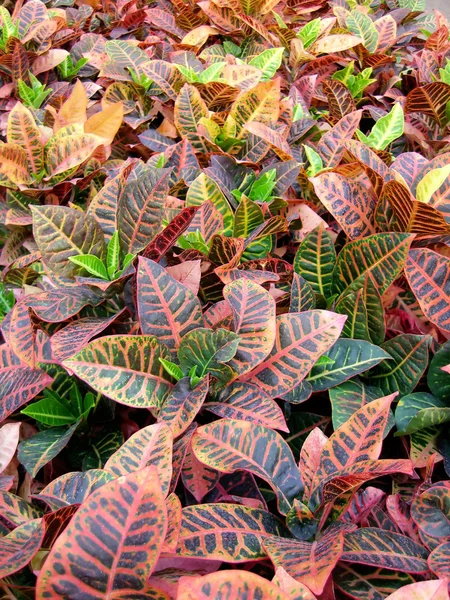 Croton plants — Stock Photo, Image