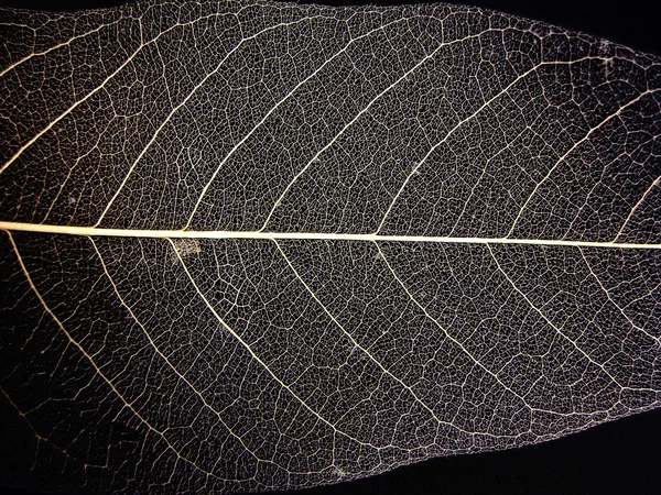 Leaf nerves — Stock Photo, Image
