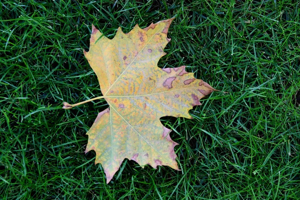 Leaf on grass — Stock Photo, Image