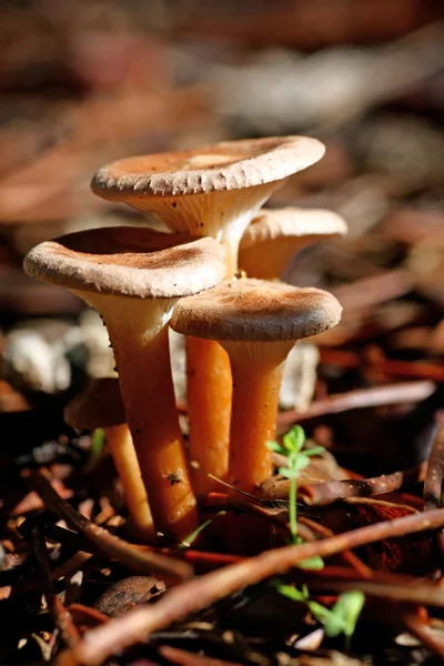 Pilze sammeln — Stockfoto
