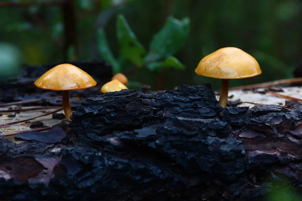 Alguns cogumelos em árvore — Fotografia de Stock