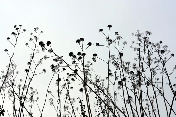 Plantele înalte — Fotografie, imagine de stoc