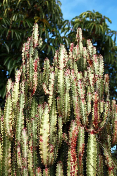 Cactus verde — Foto de Stock