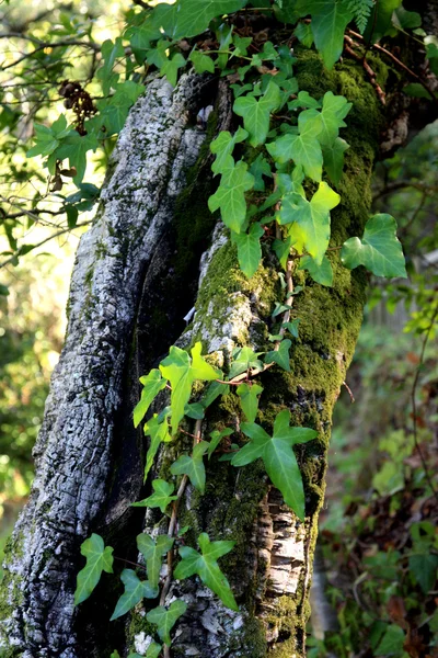 stock image Posion ivy