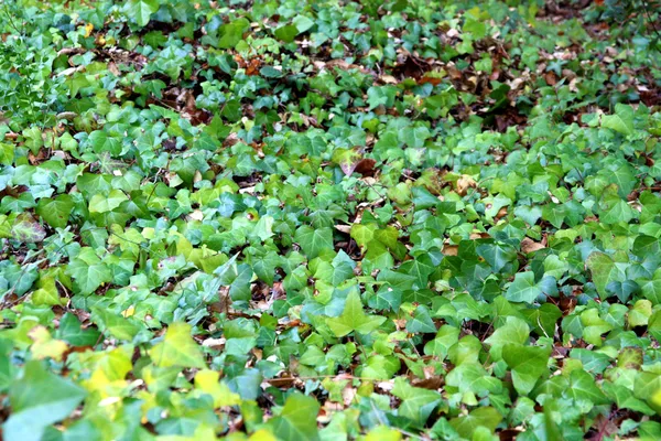 Posion Ivy — стоковое фото