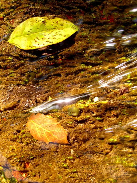 Su akışı yapraklar — Stok fotoğraf