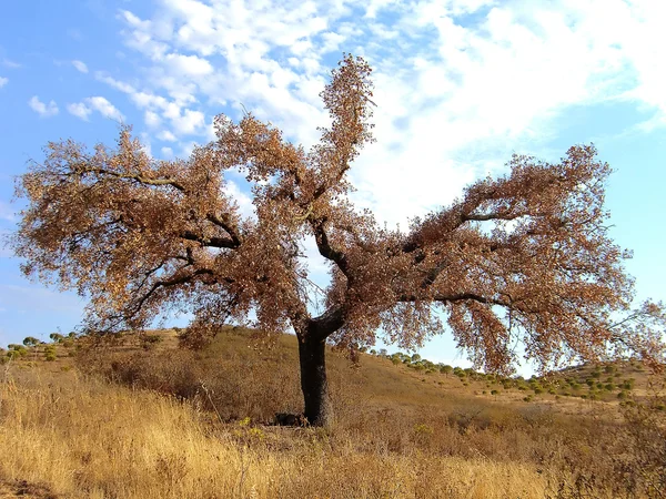 Martwe holm oak tree — Zdjęcie stockowe