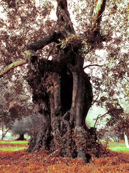 Gamla carob träd — Stockfoto