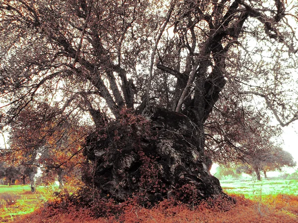 Starý strom rohovník — Stock fotografie