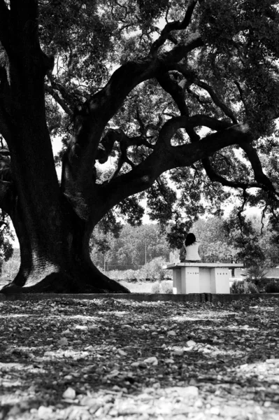 Fata se uită la stejarul din holm — Fotografie, imagine de stoc