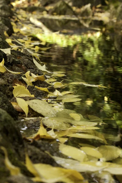水の上の葉します。 — ストック写真