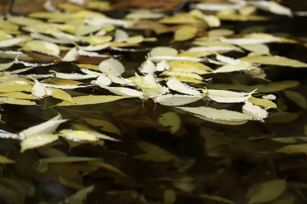 Lagoa com folhas — Fotografia de Stock