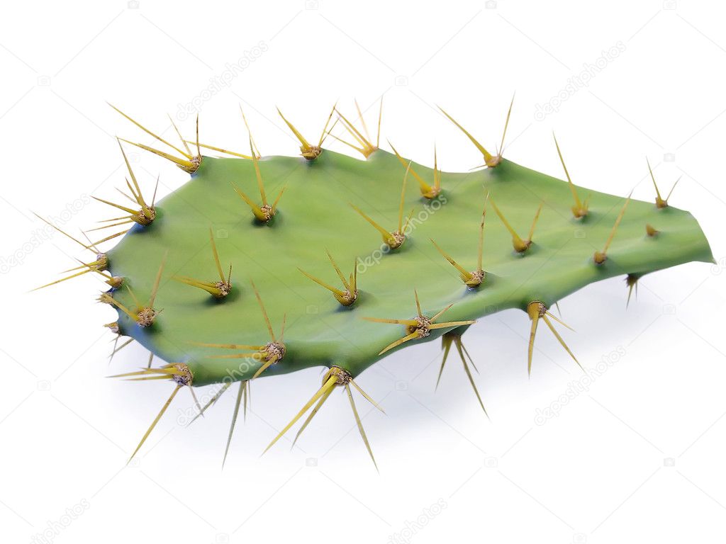 Cactus leaf — Stock Photo © membio 5250398
