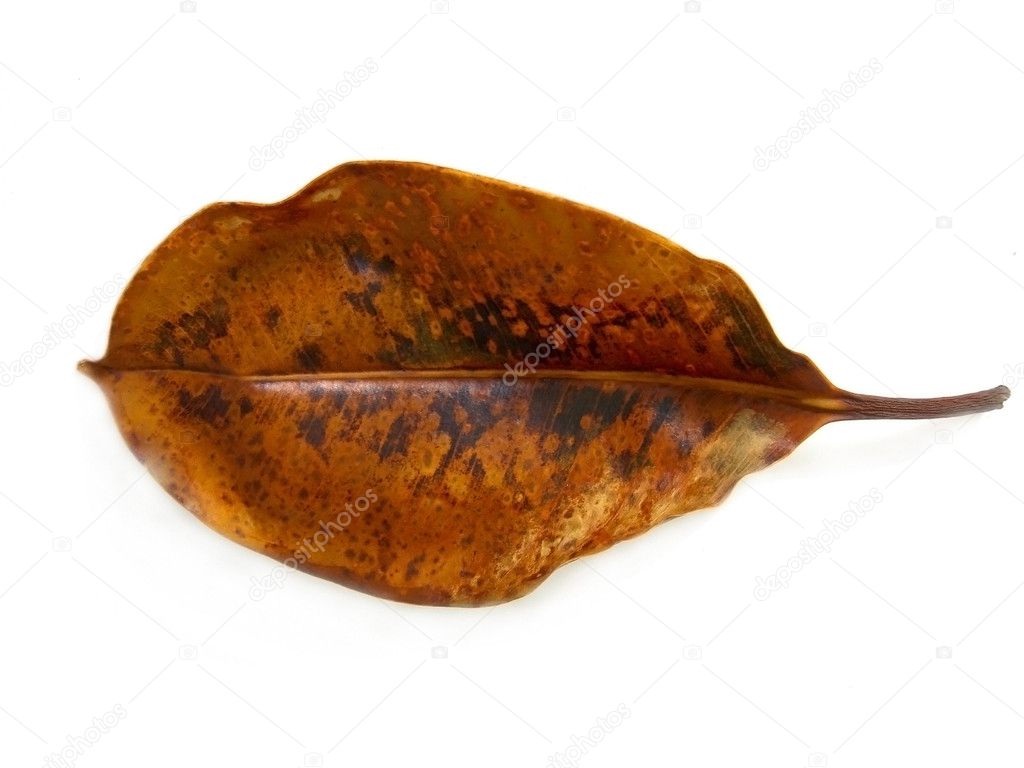 Dry leaf — Stock Photo © membio #5250562