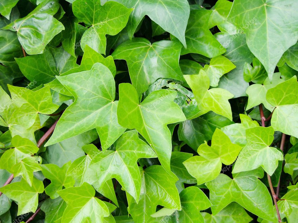 Hedera helix Stock Photo by ©membio 5250617