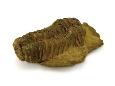 Trilobite fossil clipart