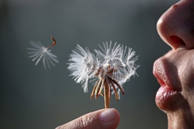 Blow the flower clipart