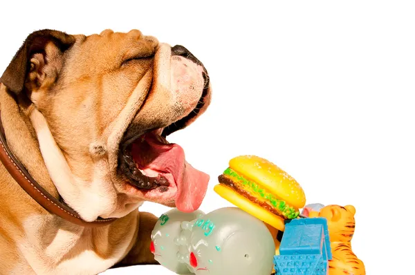 Bocejo Inglês bulldog com brinquedos — Fotografia de Stock