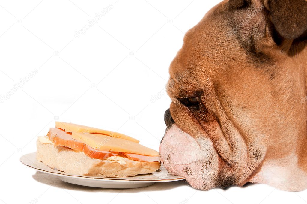 English Bulldog with food isolated on white background