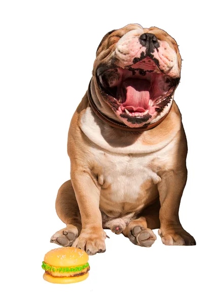 Bocejo Inglês Bulldog com sanduíche de brinquedo — Fotografia de Stock