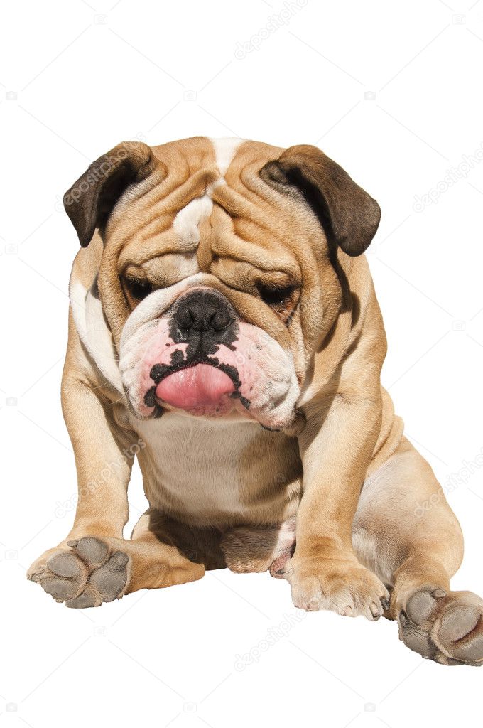 Cute English Bulldog sitting isolated on white background — Stock Photo ...