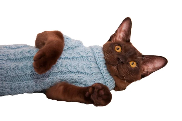 Cute Burmese cat in blue clothes isolated on white — Stock Photo, Image