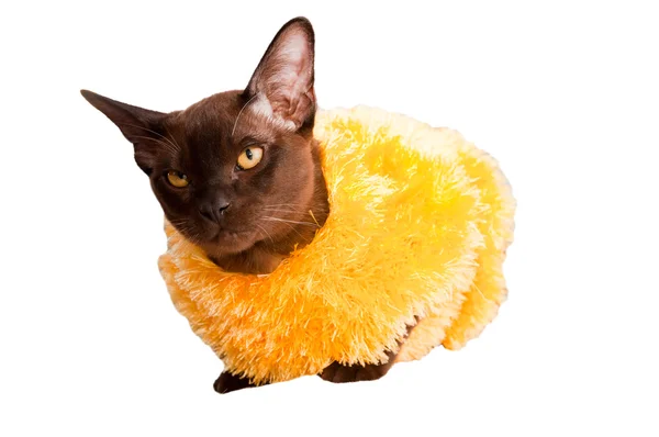 Cute Burmese cat in yellow clothes isolated on white — Stock Photo, Image