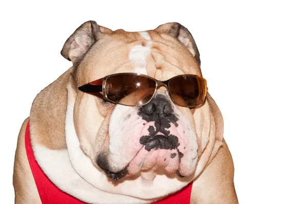 Niedliche englische Bulldogge mit Sonnenbrille isoliert — Stockfoto