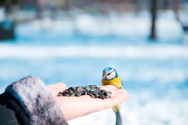 Tomtit on a hand — Stock Photo, Image