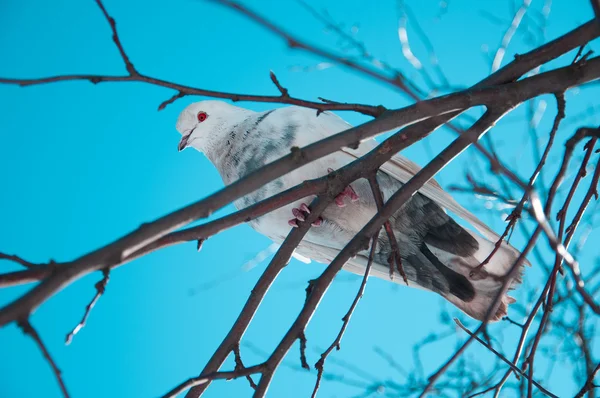 Pombo branco em um ramo — Fotografia de Stock