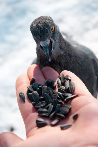 Fütterung einer Taube aus der Hand — Stockfoto
