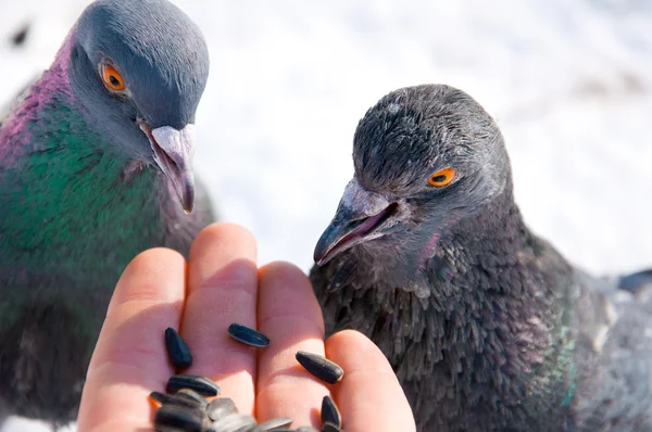 Кормление голубей из рук — стоковое фото