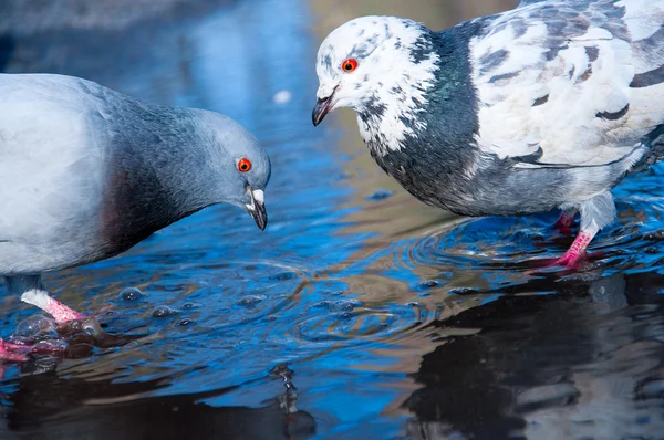 Bellissimi piccioni in acqua di sorgente da vicino — Foto Stock