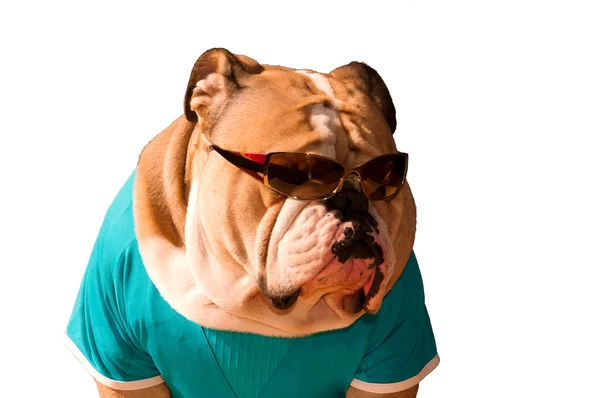 Cool English Bulldog in glasses isolated — Stock Photo, Image