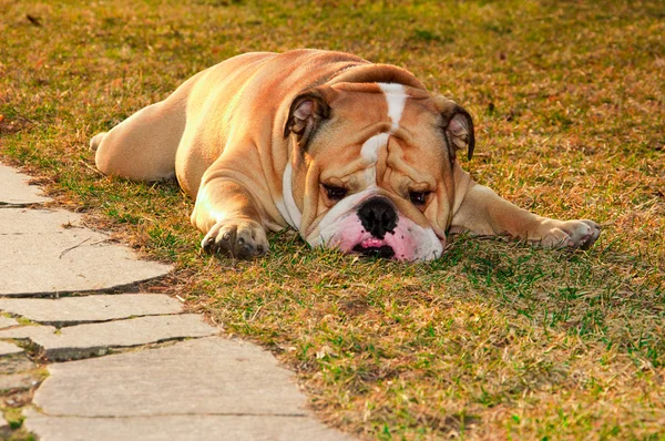 Englische Bulldogge im Frühlingsgras — Stockfoto