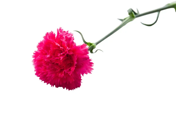 Beautiful flower carnation isolated — Zdjęcie stockowe