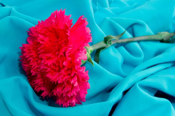 stock image Beautiful flower carnation