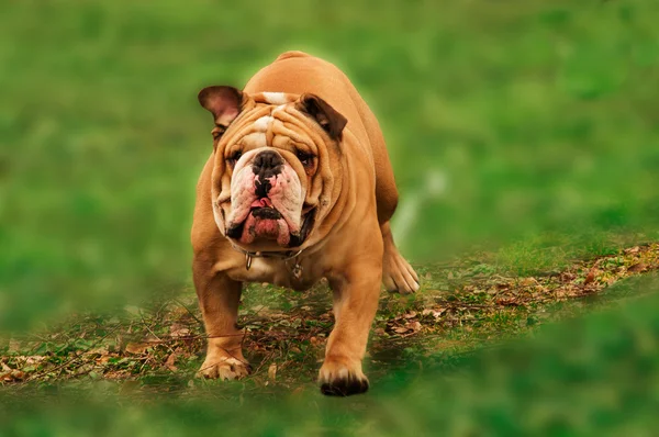 Aktive Englische Bulldogge läuft im Frühlingsgras — Stockfoto