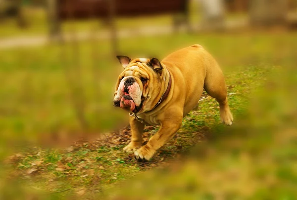 Aktive Englische Bulldogge läuft im Frühlingsgras — Stockfoto