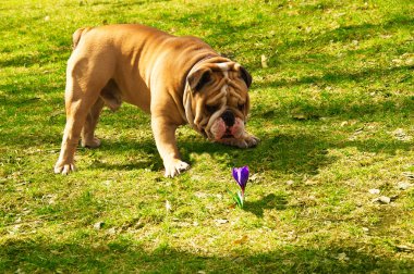 Cute Englih Bulldog smelling a spring flower clipart