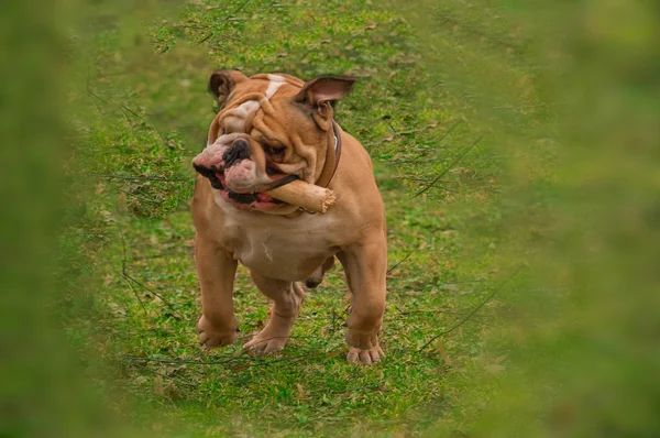 Active English Bulldog running and playing in spring grass — Stock Photo, Image