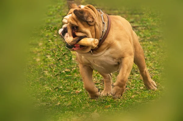 Aktiv engelska bulldog igång och spelar i fjädra gräs — Stockfoto