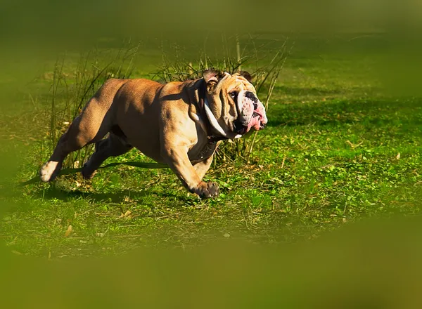 Aktiv engelska bulldog körs i fjädra gräs — Stockfoto