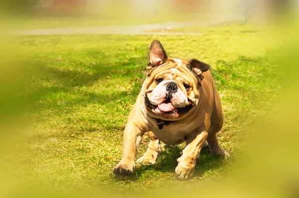 Aktív aranyos angol bulldog fut a tavaszi fű — Stock Fotó
