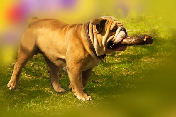 Ativo bonito Inglês Bulldog correndo na grama primavera — Fotografia de Stock