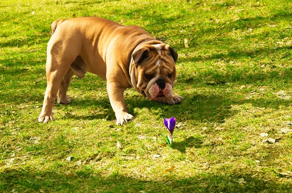 Cute Englih Bulldog smelling a spring flower — Stock Photo, Image