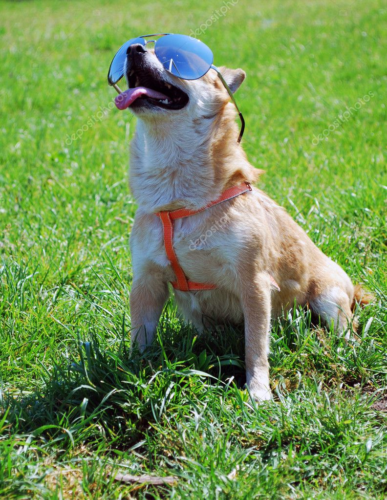 Dog wearing sunglasses — Stock Photo © iolya 5204495