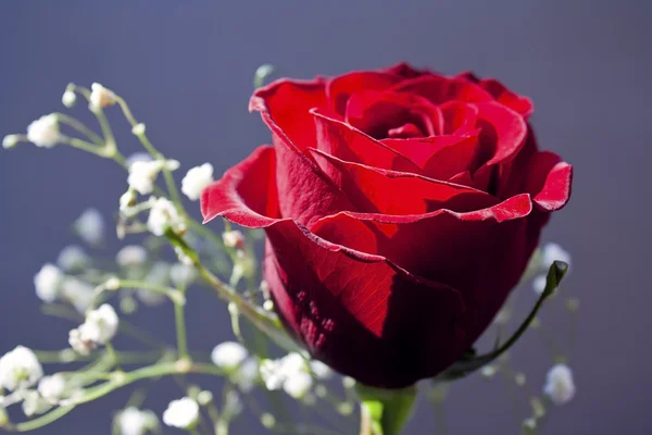 Simple Rose — Stock Photo, Image