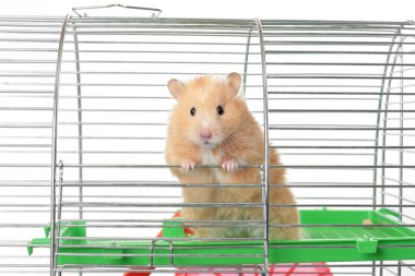 hamster