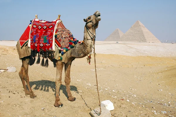 stock image Camels and Pyramids